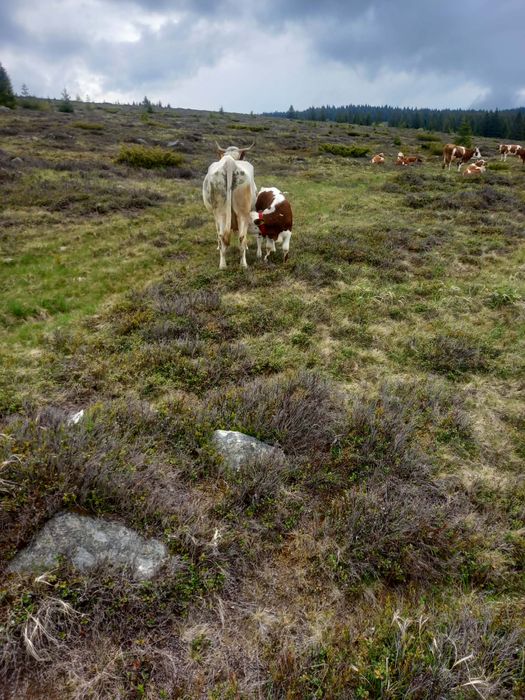 Vaca de vanzare