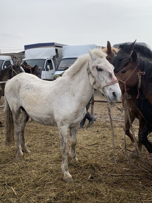 Согым 2800 тг ден килограмы