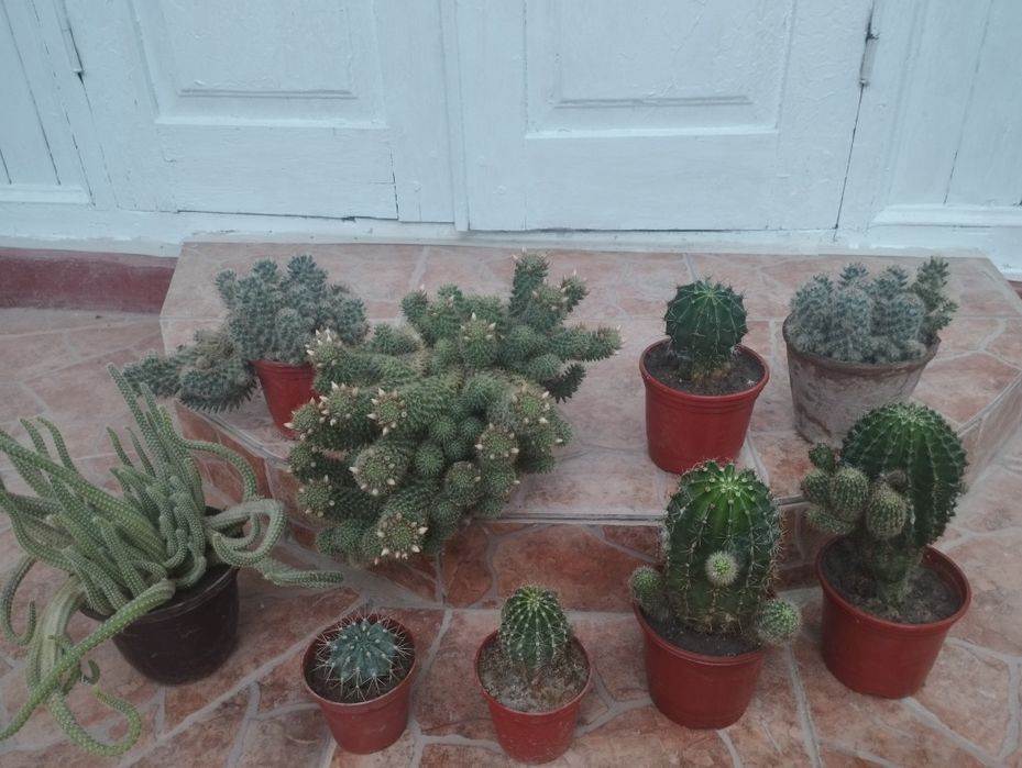 Продаются кактусы