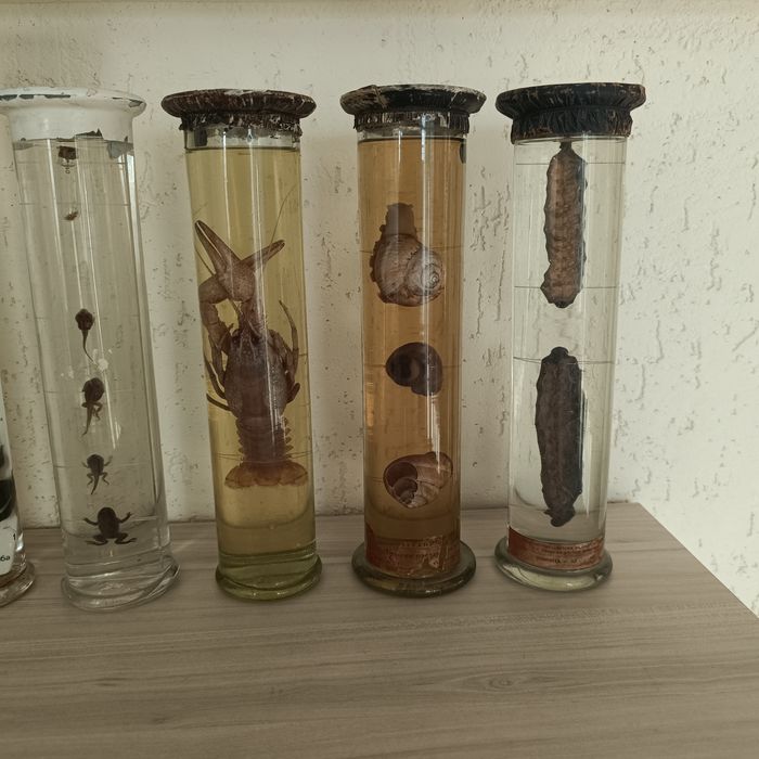 Консервирани Препарирани влечуги животни и в стъкленица