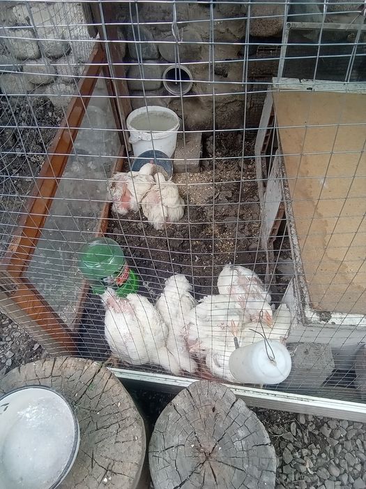 Курочки домашние