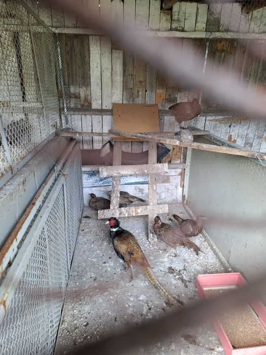Vând 4 femele și un mascul tenebros și o femela comuna