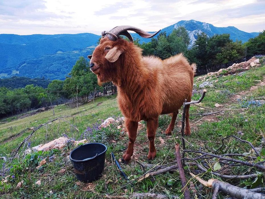 Vindem țap - bun de montă - 4 ani - Anglo-Nubian x Alpină Franceză: genetică lapte