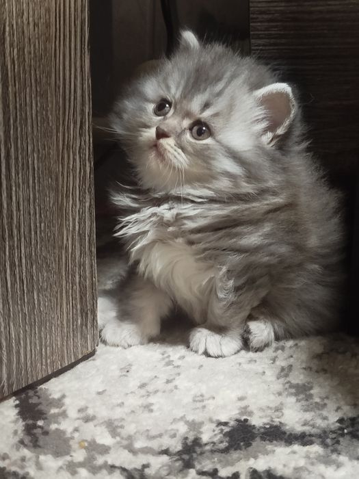 Британцы котята продаются