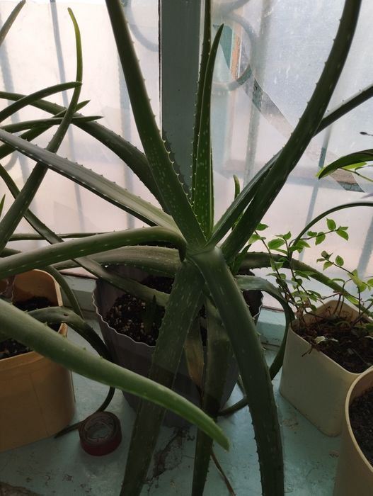 Алоэ Вера продам