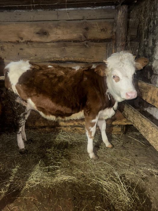 Продам Телочку!!!