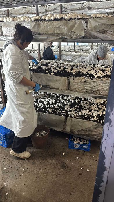 Свежие шампиньоны