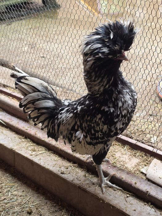 Cocoși Paduan Argintiu