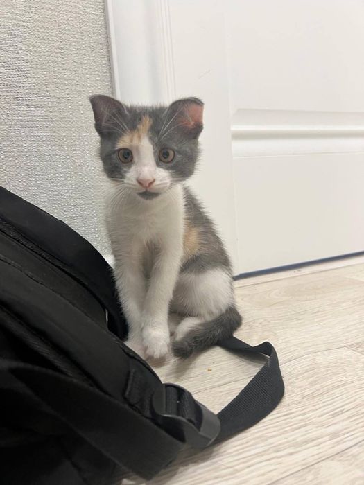 Чистый шотландский котенок