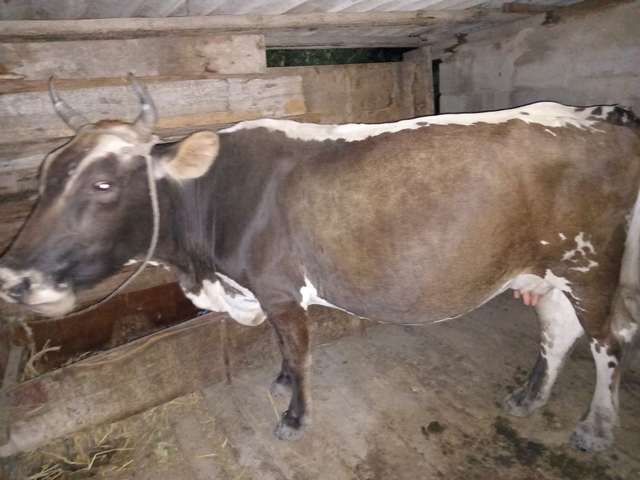 Продам корову Стельная
