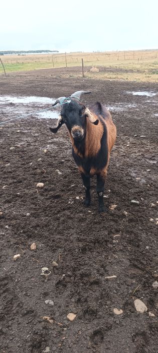 Vând țap alpin francez