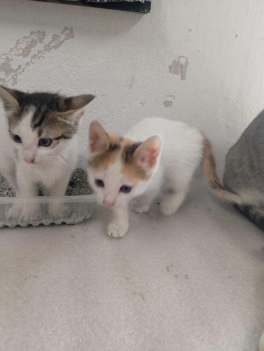 Подарявам котета