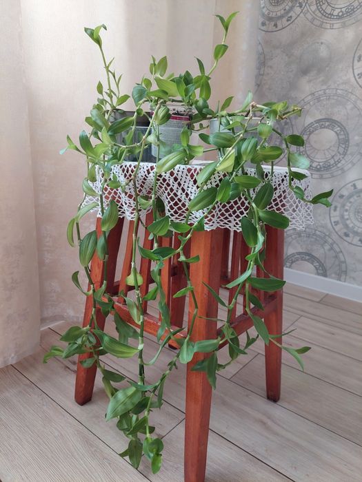 Традесканция отростки