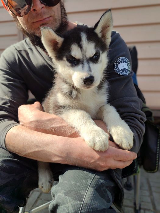 Щенки сибирский хаски