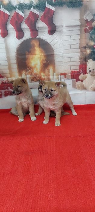 Шиба Ину Shiba inu