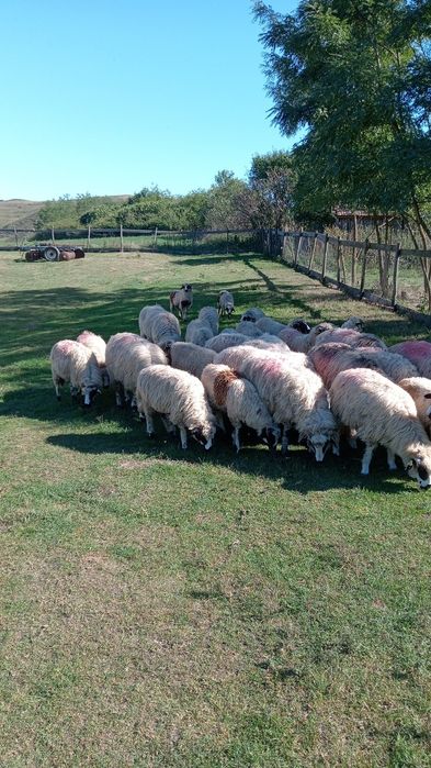 Disponibile 30 de miele