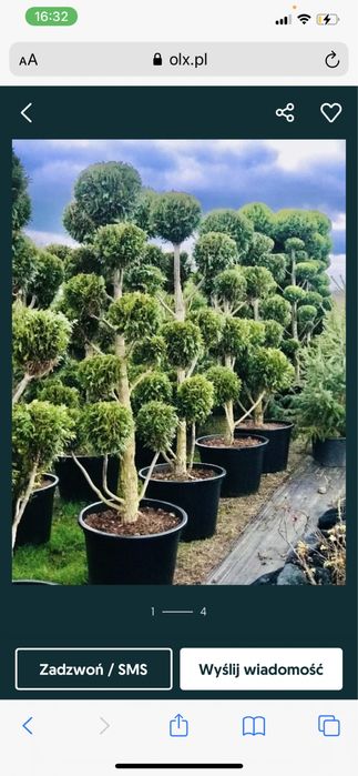 Tuia Smaragd INALTIME 0,50 cm,130 cm.