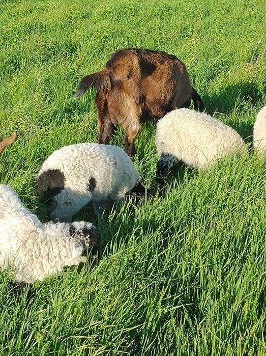 Miei buni grași bine îngrijiți
