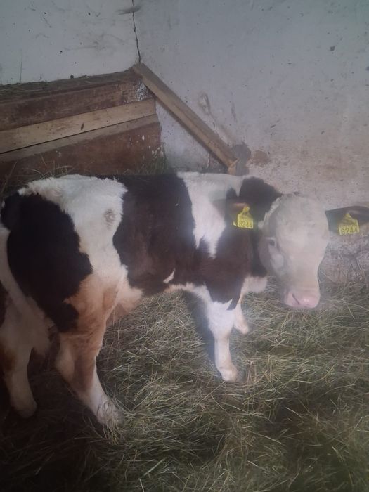 Vând vițel de doua luni