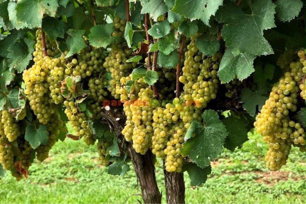 Struguri de vin