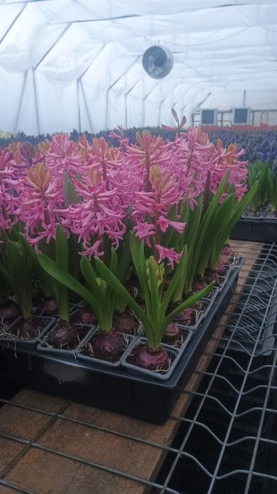 Zambile la ghiveci i