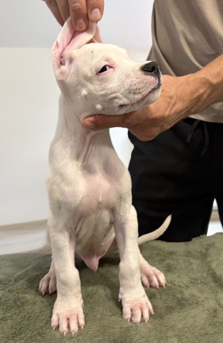 Dogo Argentino/Dog Argentinian