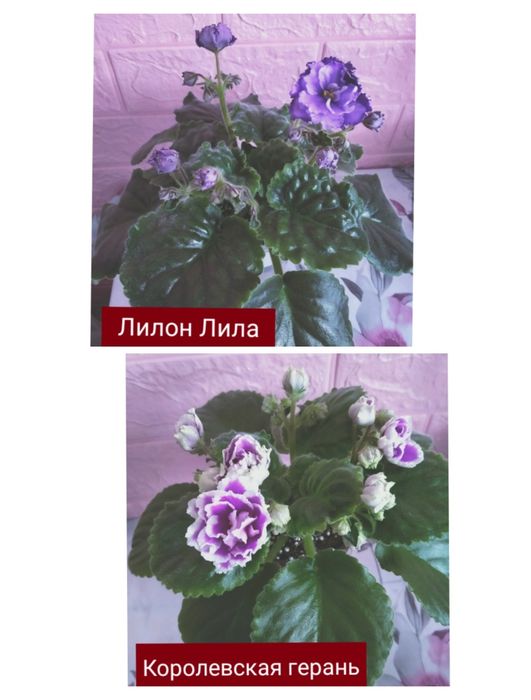 Красивые,разноцветные подоконники!!!
