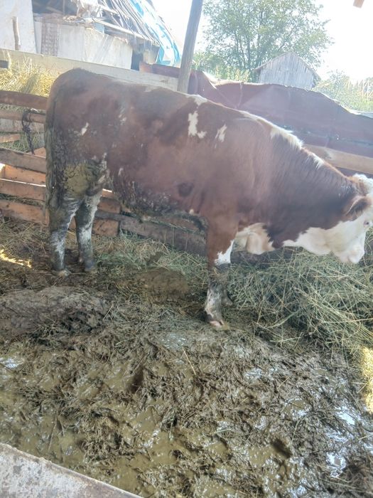 Vand taur baltat 280 300 de kg