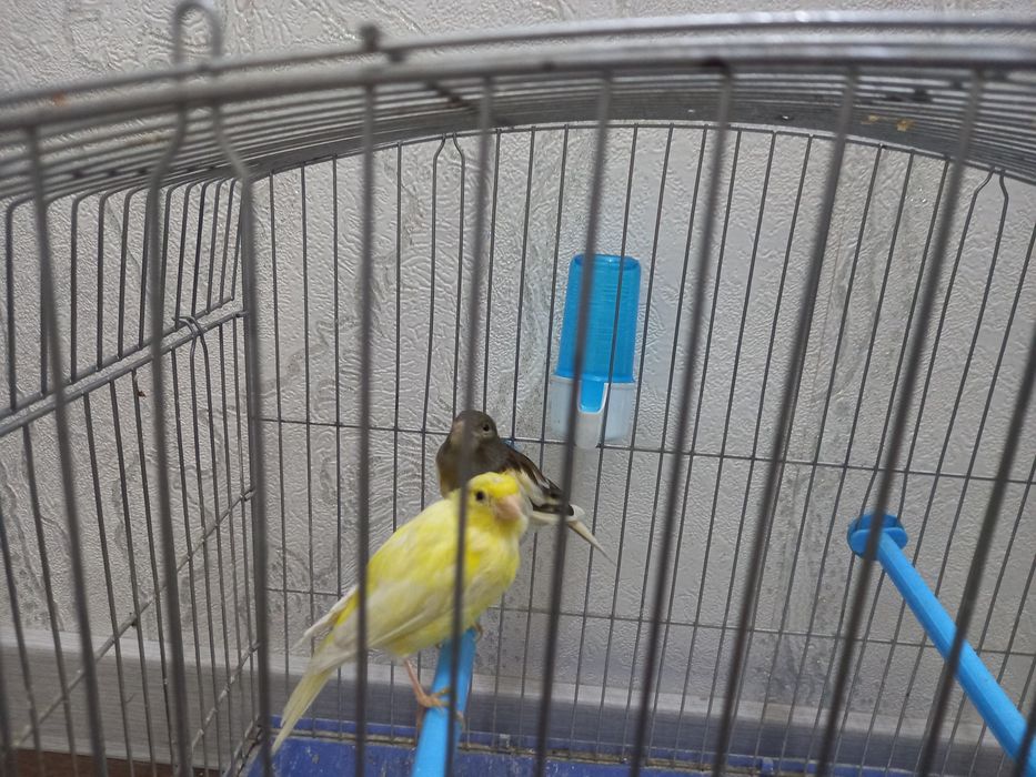 Канарейка сотилади.