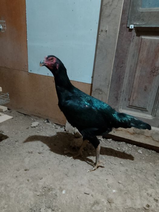 Дакан мекен сатылады