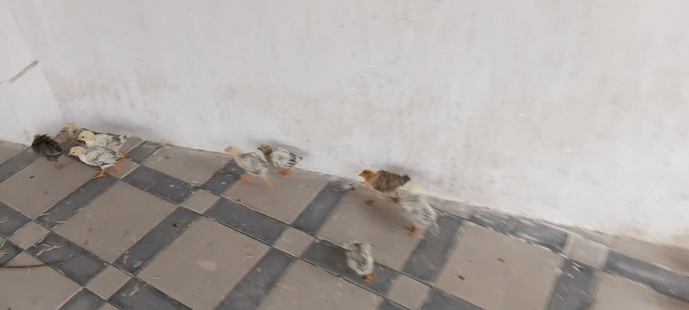 Домашний балапандар 22штук бар