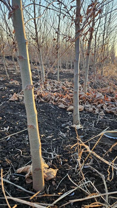 Plante ornamentale aclimatizate