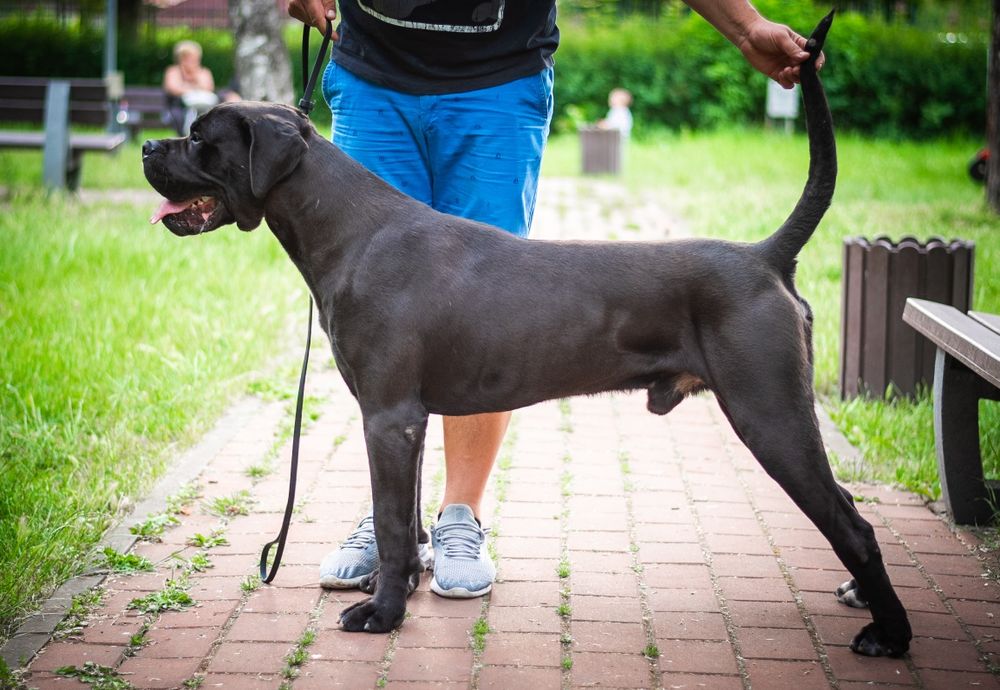 Mascul Cane Corso Italiano deosebit