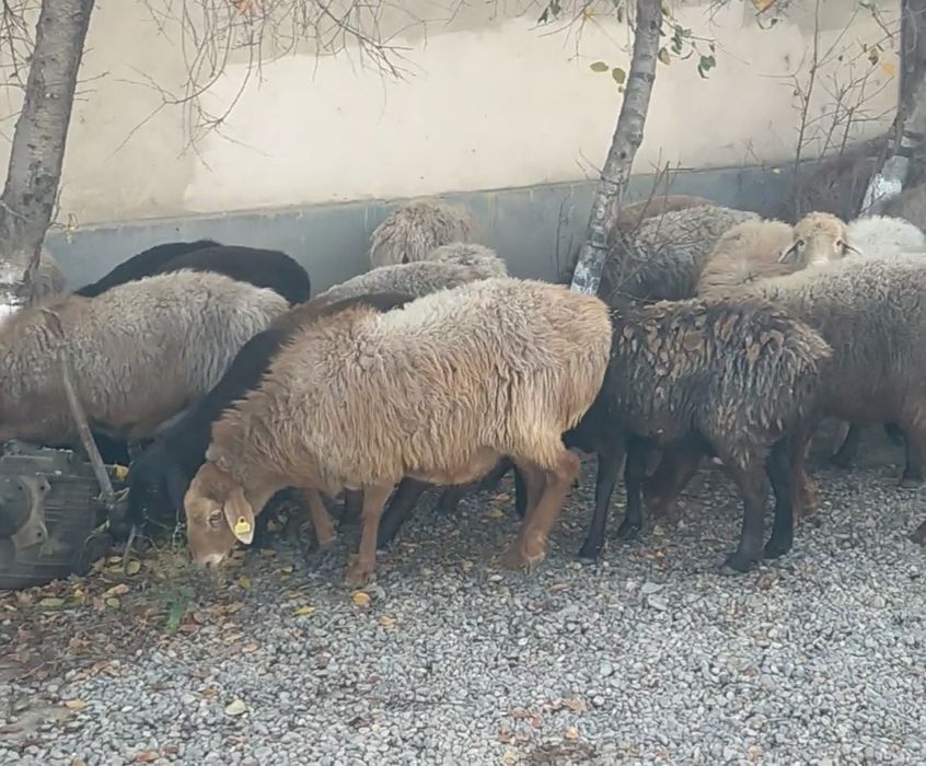 Ешкі қойлар сатыдады