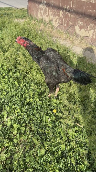 Бойцовский Корейская  куры белый чисто