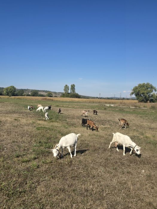 Capre tinere de vanzare sau schimb cu vitelușa