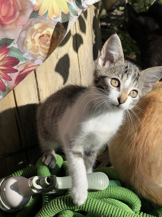 Pisicute spre adoptie