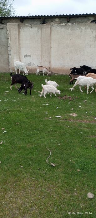 Продаю дойных коз с козлятами