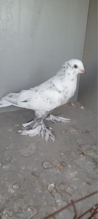 Голубь самец 2000тг