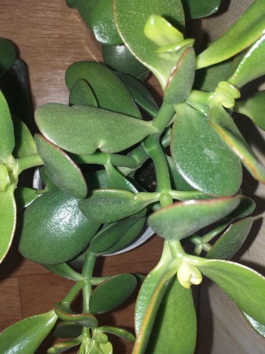 Денежное дерево крассула