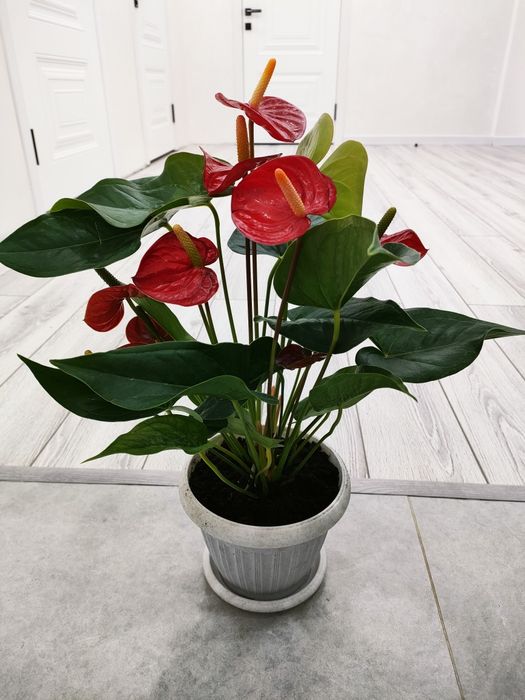 Цветы комнатные, доставка