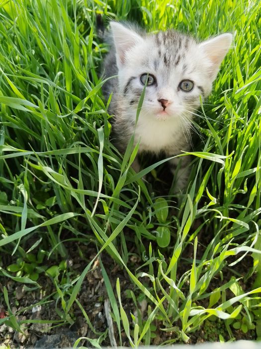 отдам бесплатно котёнка
