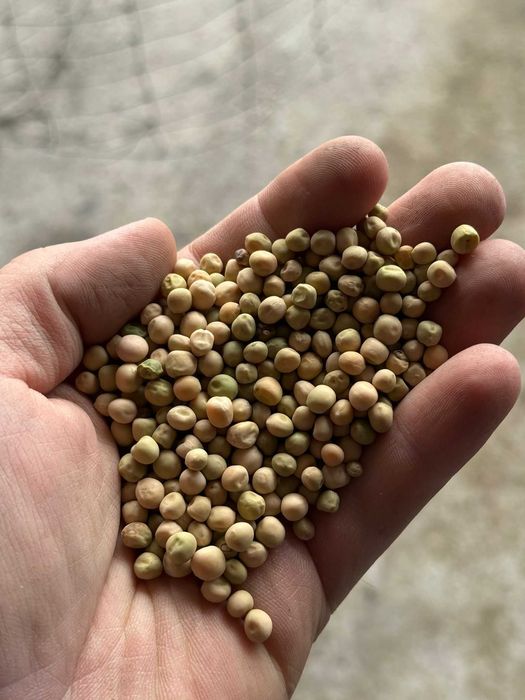 Mazare selectata productie 2025