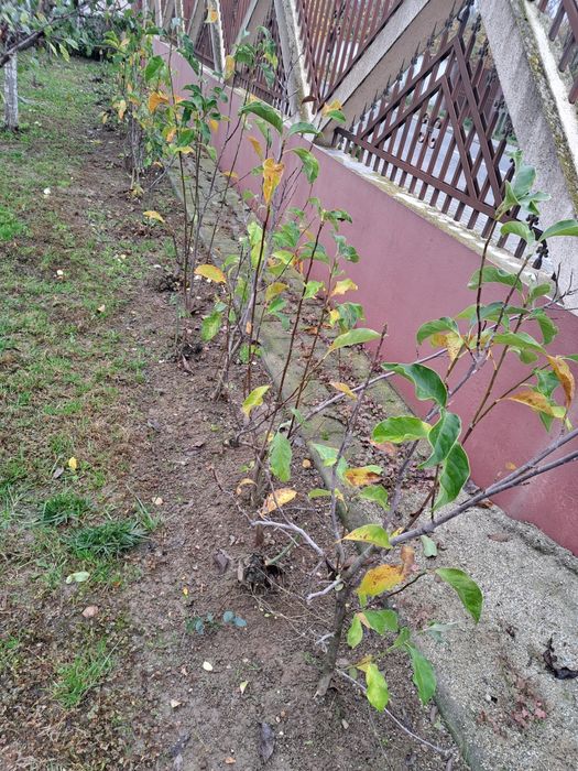 Magnolie / Magnolii  de vanzare plante de gradina