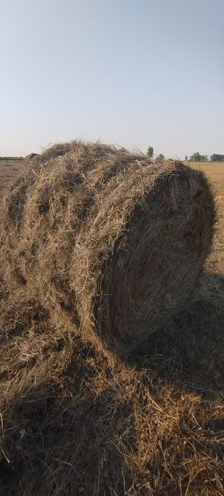 Продам сено в тюках