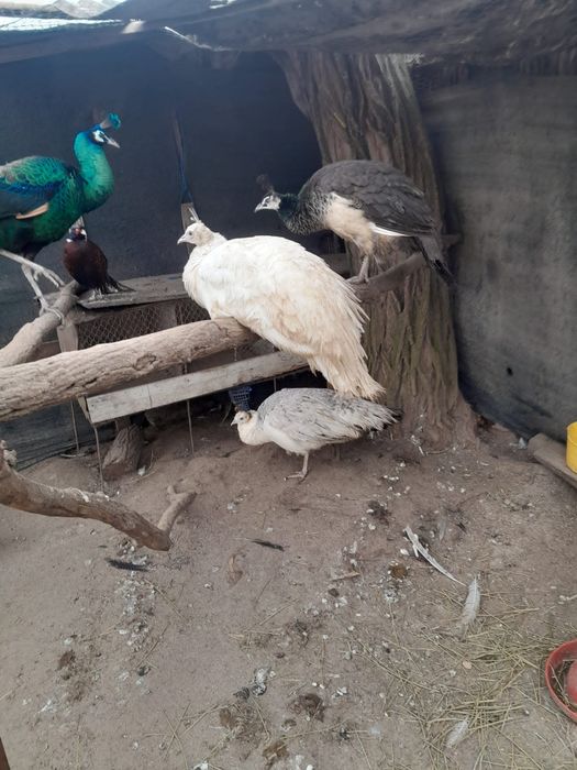 Vând  păuni tineri