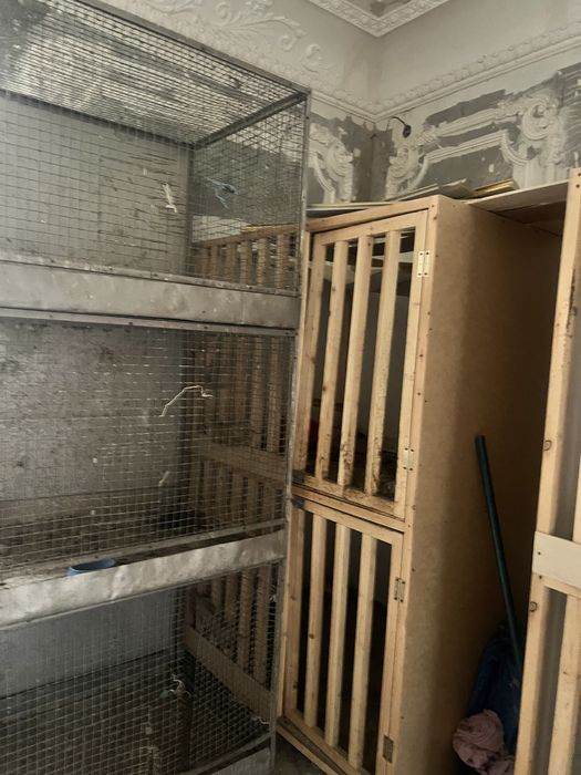 Katak xoroz ini katak