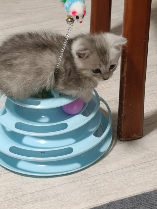 Вислоухие котята шотландцы