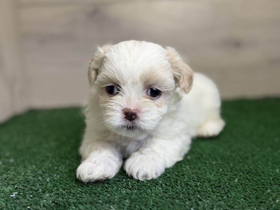 Femela ShihTzu, exemplar deosebit!