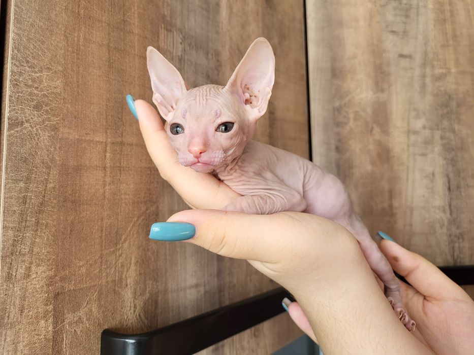 Котятки Донские Сфинксы Девочка и Мальчик.